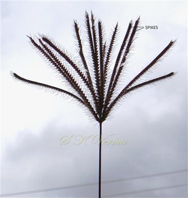  Inflorescence bearing spikes